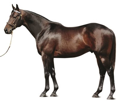 Mo Town damsire Bernardini